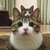 Аватара пользователя