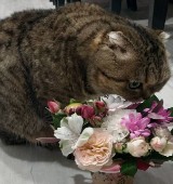 Аватара пользователя
